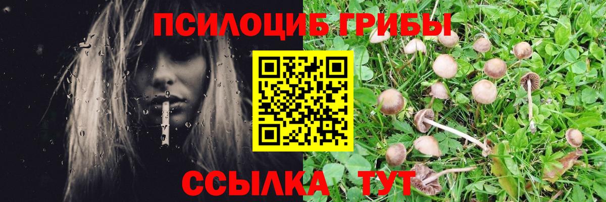 Псилоцибиновые грибы мицелий  Вход с VPN  Кузнецк  Псилоцибиновые грибы мицелий 